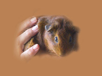 Guinea Pig Charlie